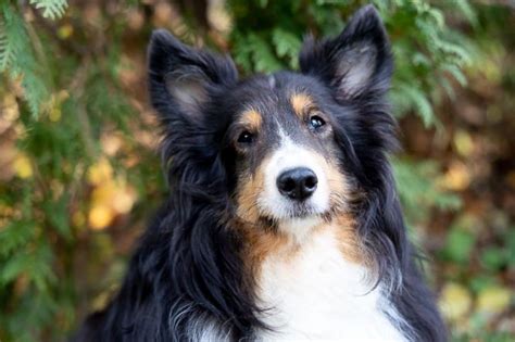 sheltie rescues in maine